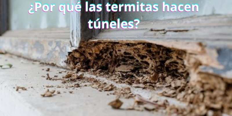 ¿Por qué las termitas hacen túneles?