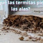 ¿Por qué las termitas pierden las alas?