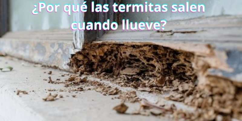 ¿Por qué las termitas salen cuando llueve?