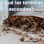 ¿Por qué las termitas se esconden?