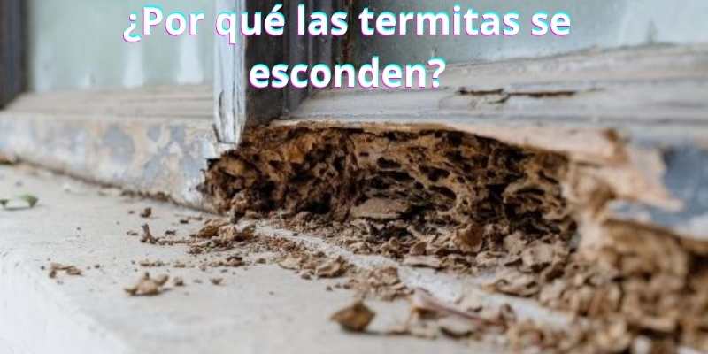¿Por qué las termitas se esconden?