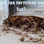 ¿Por qué las termitas van a la luz?