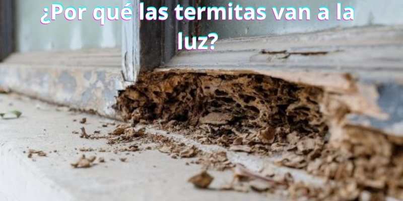 ¿Por qué las termitas van a la luz?