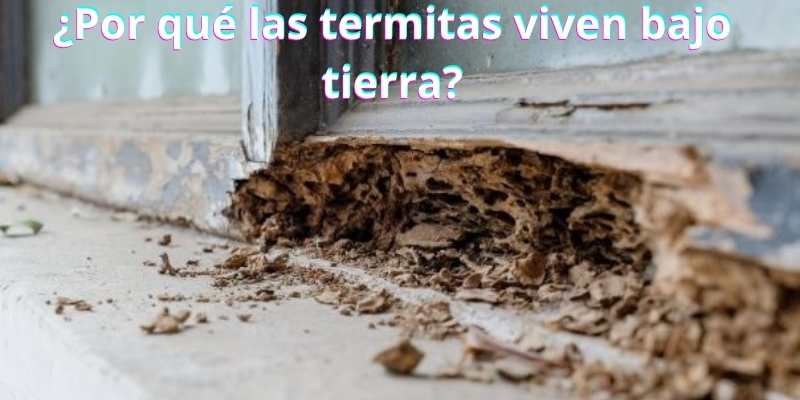 ¿Por qué las termitas viven bajo tierra?