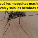 ¿Por qué los mosquitos machos no pican y solo las hembras sí?