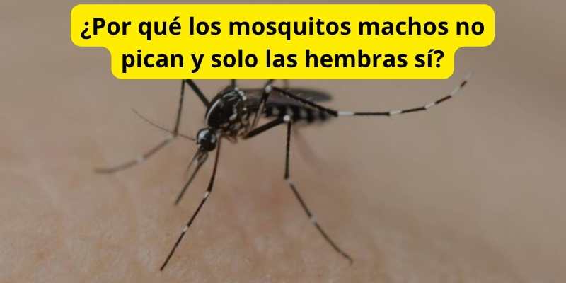 ¿Por qué los mosquitos machos no pican y solo las hembras sí?