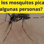 ¿Por qué los mosquitos pican más a algunas personas?