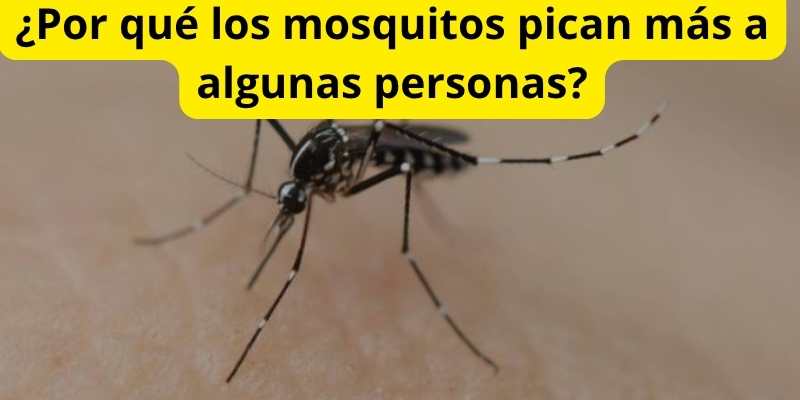 ¿Por qué los mosquitos pican más a algunas personas?