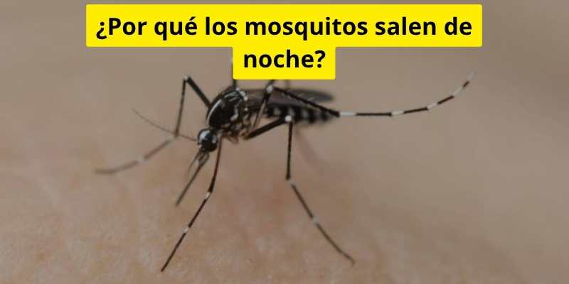 ¿Por qué los mosquitos salen de noche?