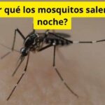¿Por qué los mosquitos salen de noche?