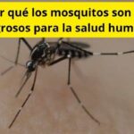 ¿Por qué los mosquitos son tan peligrosos para la salud humana?