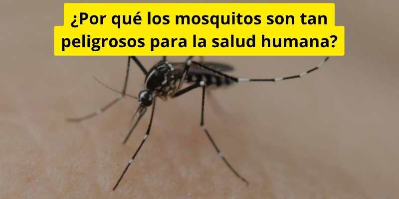¿Por qué los mosquitos son tan peligrosos para la salud humana?