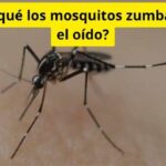 ¿Por qué los mosquitos zumban en el oído?