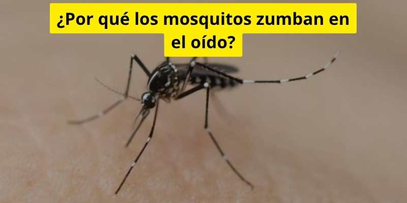 ¿Por qué los mosquitos zumban en el oído?
