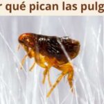 ¿Por qué pican las pulgas?