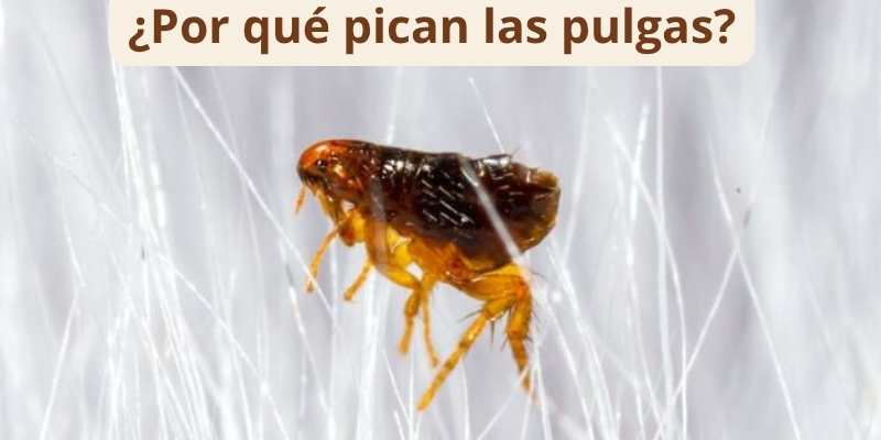 ¿Por qué pican las pulgas?