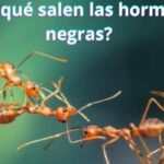 ¿Por qué salen las hormigas negras