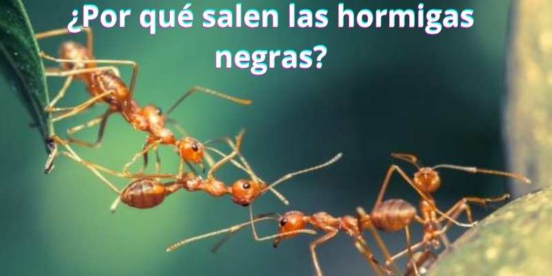 ¿Por qué salen las hormigas negras