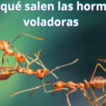 ¿Por qué salen las hormigas voladoras