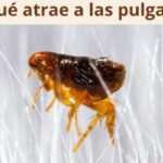 ¿Qué atrae a las pulgas?