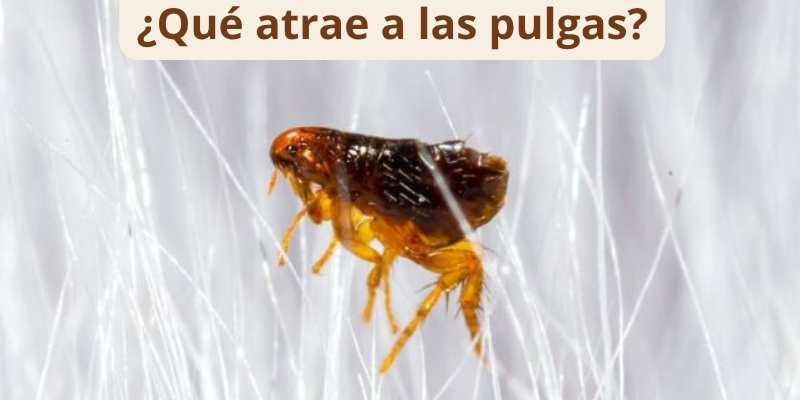 ¿Qué atrae a las pulgas?