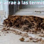 ¿Qué atrae a las termitas?