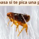 ¿Qué pasa si te pica una pulga?