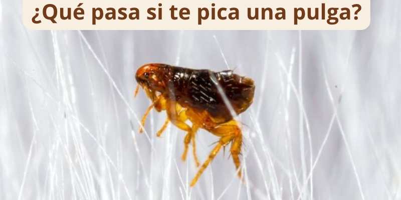 ¿Qué pasa si te pica una pulga?