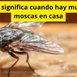 ¿Qué significa cuando hay muchas moscas en casa