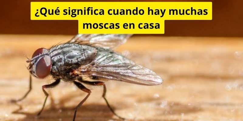 ¿Qué significa cuando hay muchas moscas en casa
