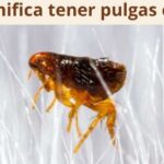 ¿Qué significa tener pulgas en casa?
