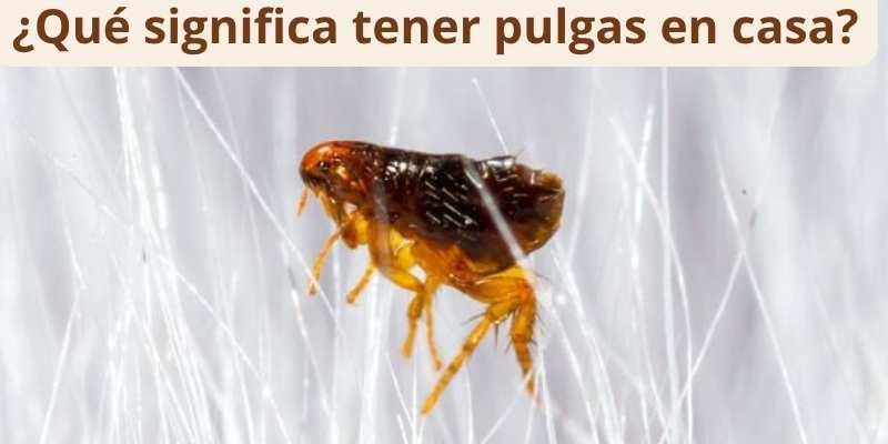 ¿Qué significa tener pulgas en casa?