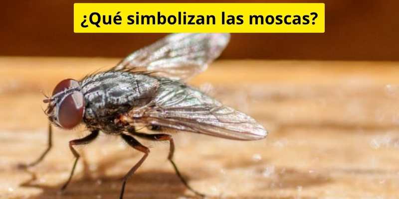 ¿Qué simbolizan las moscas?
