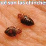 ¿Qué son las chinches?