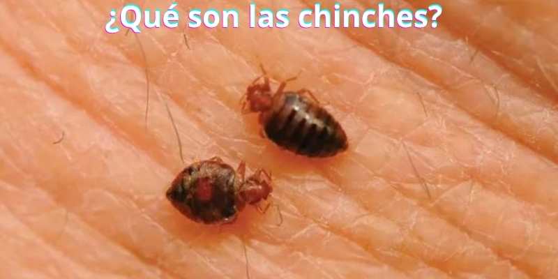 ¿Qué son las chinches?