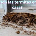 ¿Qué son las termitas en una casa?