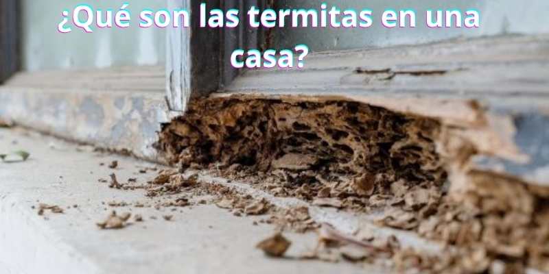 ¿Qué son las termitas en una casa?