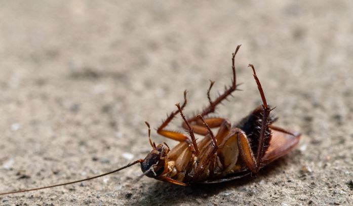 ¿Por qué las cucarachas mueren patas arriba?